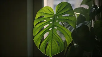 Apartment Plant Parents Need Better Light, Not Luck