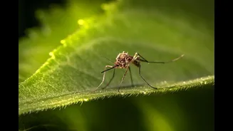 Mosquito repellent sales just spiked 40% — and Indian homes picked 3 favourites