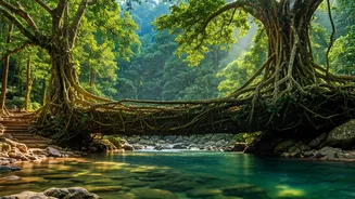 Living Root Bridges Are India's Wildest Nature Walk