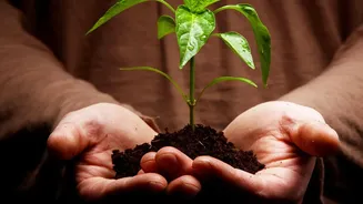 How To Repot Indoor Plants Safely Easy Beginners Guide To Changing Soil For Greenery