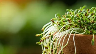 Unlocking Hair Growth: The Alfalfa Advantage