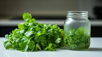 Keep Your Dhaniya Fresh For Weeks Using This Easy Method