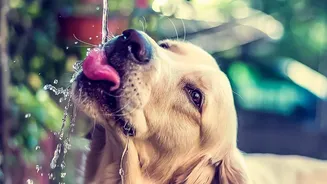 Tick Prevention And Paw Cleaning Are Becoming Everyday Monsoon Habits For Pet Families