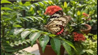 Butterfly-Friendly Plants Have Entered Group Chats