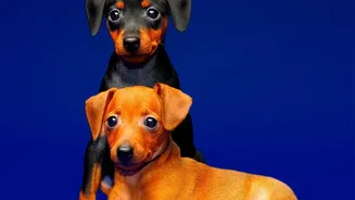 The Growing Pet Economy Is Bringing More Products To India’s Smaller Cities