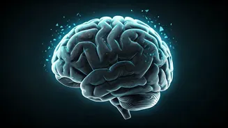 Your Brain on No Sleep: The Immediate Impact of a Single Sleepless Night