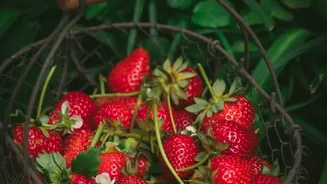 India's Strawberry Superpower Goal Starts With Better Mother Plants