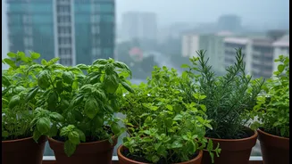 Before You Act, Understand Bengaluru's Rain-Fed Planting Window and Balcony Herbs