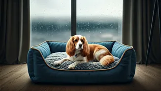 Luxury Animal Boarding Explodes In Mumbai This Monsoon