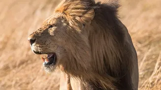 Why a New Lion Habitat Needs Active Protection: Barda Lions