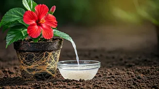 Nourish Delicate Hibiscus Roots Using Organic Diluted Rice Water