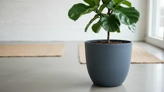 Leaf Checks And Soil And Pot Checks Belong In Any Plan For New Houseplant Quarantine