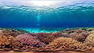 Raja Ampat Unveiled: Your Essential Guide to an Indonesian Diving Paradise