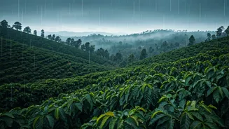 Coffee, Rain And Fog Make Coorg Irresistible