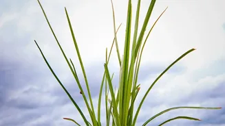 India's Rainfall Pattern Could Determine Kharif Crop Performance