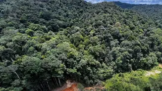 How Satellite Monitoring Can Help Identify Areas Experiencing Forest Loss