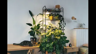 Feng Shui: 3 plantas populares que podem prejudicar a energia da casa