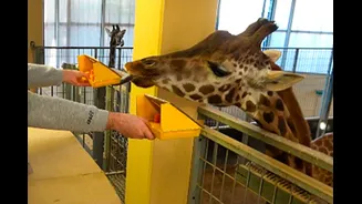 Girafas conseguem resolver contas básicas em troca de petiscos