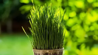 Windowsill Micro-Green Setups Provide Apartment Residents Fast Access To Superfood Greens In Days