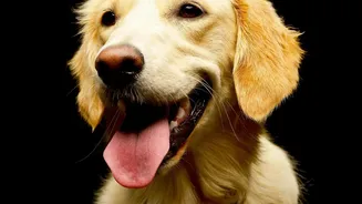 Build A Plan For A Pet-Sitter Handover Sheet Around Feeding Instructions, Then Add Daily Routines