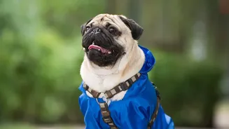 Seasonal Pet Care Tips Focus On Safer Outdoor Walks During Heavy Rains