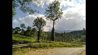 Faulty 'Orange Alert' disrupts Wayanad tourism during peak season
