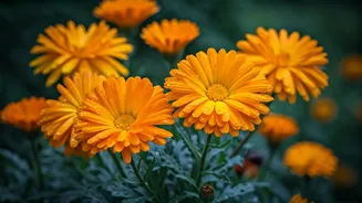 Marigolds Are The Low-Drama Monsoon Flower
