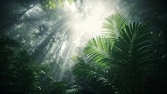 International Monsoon Plans Are Getting Proper FOMO
