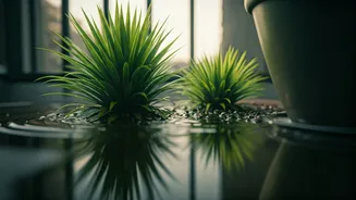 Balcony Gardeners Should Fear Standing Water First