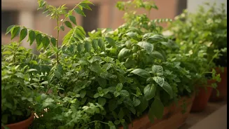 The Useful Indian Angle in Bengaluru's Rain-Fed Planting Window Is Balcony Herbs