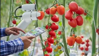 Report says India's farms ready for AI crop planning, trading