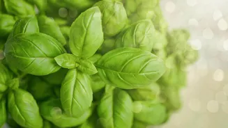 Why basil deserves a spot in every kitchen and garden
