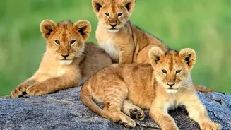 Gujarat's Barda Sanctuary Emerges As A Potential Long-Term Refuge For Lions