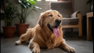 Indoor Pet Overheating in Humid Homes: Risks, Benefits and Practical Next Steps