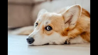 Pet anxiety before the first thunderstorm: 3 calming tricks vets recommend for 10-minute storms