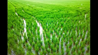 Sementes "ouvem" chuva antes de germinar, indica estudo