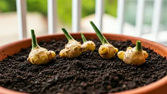 Growing Ginger (Adrak) in Pots: A Balcony Gardener's Guide