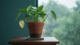 Overwatering Remains The Biggest Indoor Gardening Mistake This Monsoon