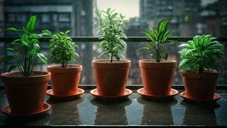 Monsoon Proofing: Protect Balcony Garden From Root Rot