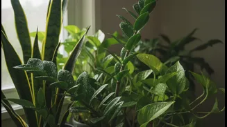 The Best Indoor Plants For India's Rainy Season