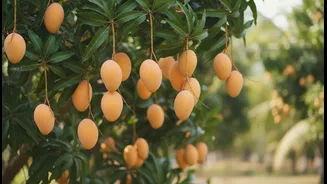 ಮಾವಿನ ಮರಕ್ಕೆ ಹೆಚ್ಚು ಹಣ್ಣು ಬರಲು ಏನು ಮಾಡಬೇಕು?