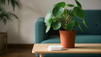 Indoor Gardening Gets Easier For Serial Plant Killers