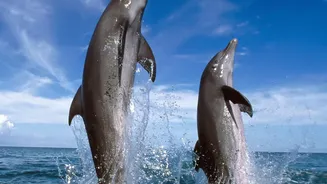 India's Dolphin Destinations Need Lower-Noise Tourism to Protect Sensitive Habitats