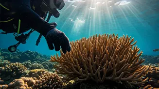 Sundar Pichai's Underwater Revelation: How Deep Calm Transformed His Leadership