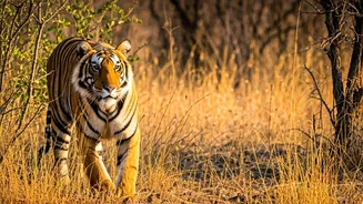Summer Attention Moves To Corbett And Sariska