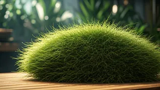 Locally Sourced Vetiver Roots Purify Heavy Humid Indoor Air