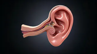 Unraveling Ear Rushing Sounds: Causes & Remedies