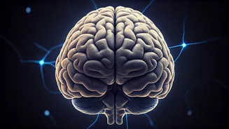 Brain Ageing Starts Earlier Than Many People Realise