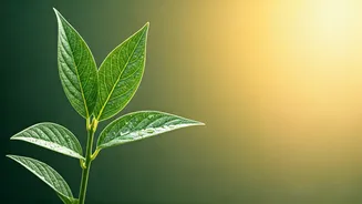 Mastering Cortisol: Your Guide to Natural Stress Hormone Management