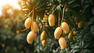 Sadabahar Mango: A Year-Round Delight Supported by Anand Mahindra